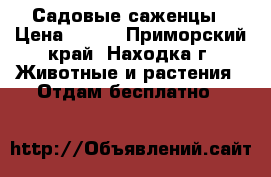 Садовые саженцы › Цена ­ 300 - Приморский край, Находка г. Животные и растения » Отдам бесплатно   